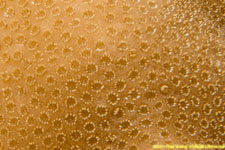 coral closeup